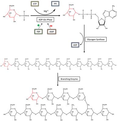 Mapping of a Regulatory Site of the Escherichia coli ADP-Glucose Pyrophosphorylase